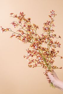 たっぷり！チョコの香り「シャーリーベイビー」（ロングサイズ）