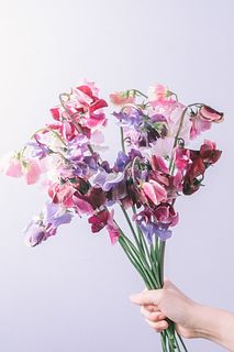 【2月のお買い得】スイートピー「式部三姉妹」