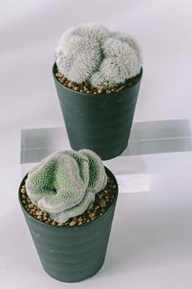 うねうね綴化サボテン