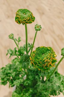 高級品種ラナンキュラス「ポンポンメルリーノ」