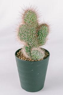 ふわふわ綴化サボテン
