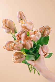 たっぷり！幻のチューリップ「ラベルエポック」