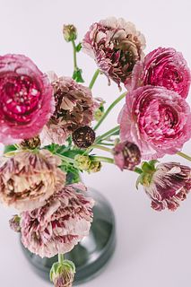 希少なラナンキュラス「ガルティエとミダール」