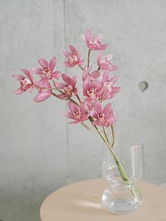 【産直】石田蘭園の春咲きシンビジウム「ありがとう」