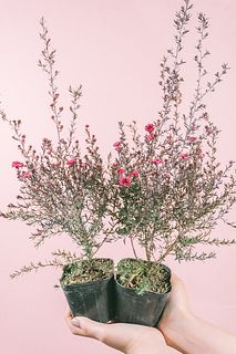 八重咲きマヌカハニーの花「御柳梅」（2鉢）