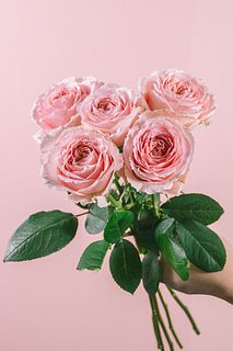 希少ローズ「エスカラス」