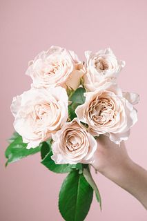 超稀少品種!ウェストミンスターアビー」