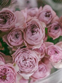 希少ローズ「モーブティアラ」