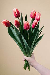 【2月のお買い得】チューリップ「タイムレス」