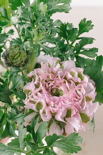 高級品種ラナンキュラス「ポンポンキャンディ」