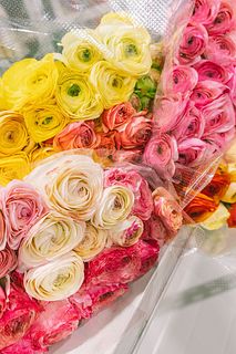 名もなきラナンキュラス