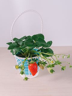 実つきいちご「章姫」