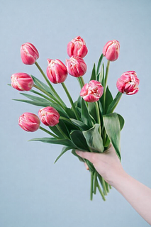 チューリップ「コロンブス 」