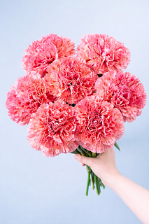 カーネーション「ドーラ」