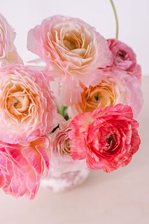 頬を染めたラナンキュラス