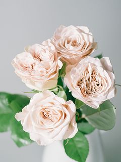 【産直】フローリストが恋したバラ「ウェストミンスターアビー」