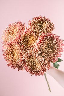 マム「クチュールブラッシュ」