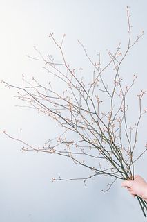 【2月のお買い得】和の香り「クロモジ」（ロングサイズ）