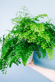 アジアンタム「フレグランス」