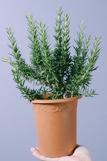 青い花のローズマリー