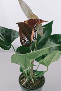 アンスリウム「ブラックプリンス」