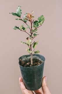 スーパーフード「キャロブ」