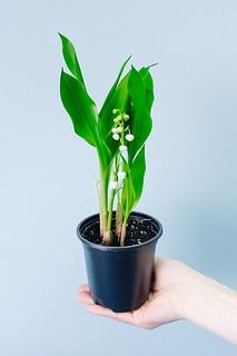 幸せを呼ぶすずらんの鉢