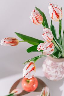 フローリストtaichiの推しチューリップ「ハッピージェネレーション」