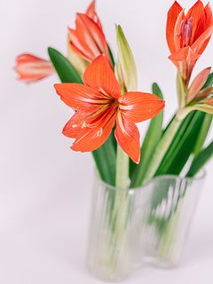 希少！「日本生まれのアマリリス」