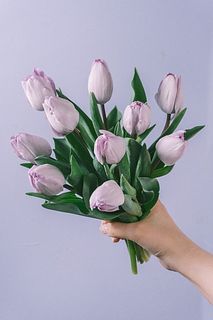 小さなチューリップ「ジャクジー」