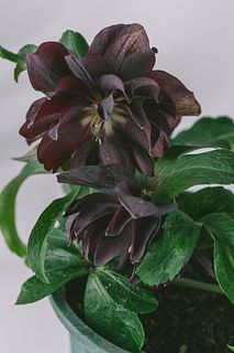 八重咲きクリスマスローズ「ダブルブラック」