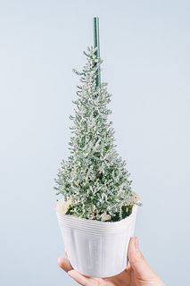 虫除けに！ハーブ「サントリナ」