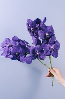 【2月のお買い得】バンダ（2本入り）