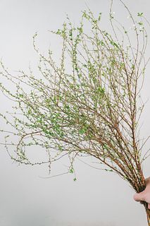 【2月のお買い得】花咲く雪柳（ロングサイズ）