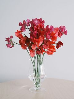 【2月のお買い得】赤いスイートピー