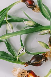 希少！球根付きチューリップ「サファイアスター」（5球）