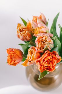 小さなチューリップ「ロイヤルセンテニアル」