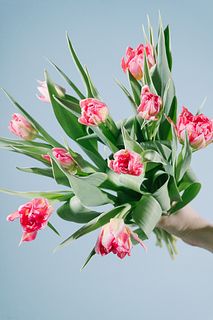 たっぷり10本入り！チューリップ「フラッシュポイント」