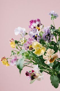 たっぷり！みやび花園の希少パンジー「カルメン」