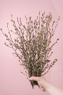 たっぷり18本入り！早咲き桜