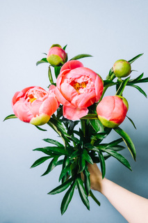 匿名鉢芍薬ピオニー　麒麟丸　グリーンハロー　ピンクスプライザー　コーラルチャーム 匿名鉢芍薬ピオニー 麒麟丸 グリーンハロー ピンクスプライザー