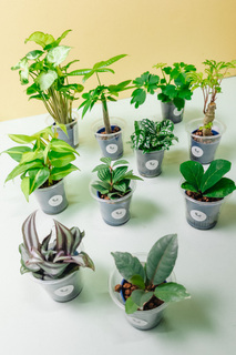 カップで育てる観葉植物