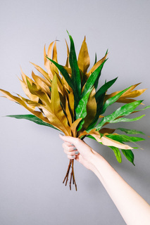 グレビレアゴールド