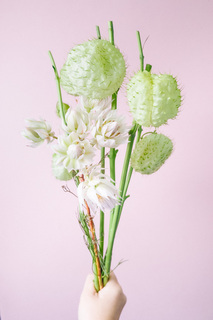 フウセントウワタとセルリア