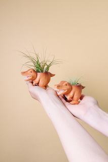 ティラノサウルスとエアプランツ