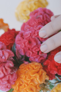 専用　ブライダルベール　ケイトウ　八重咲ペチュニア　クレイフラワー 産直】日光園藝のベルベットケイトウ