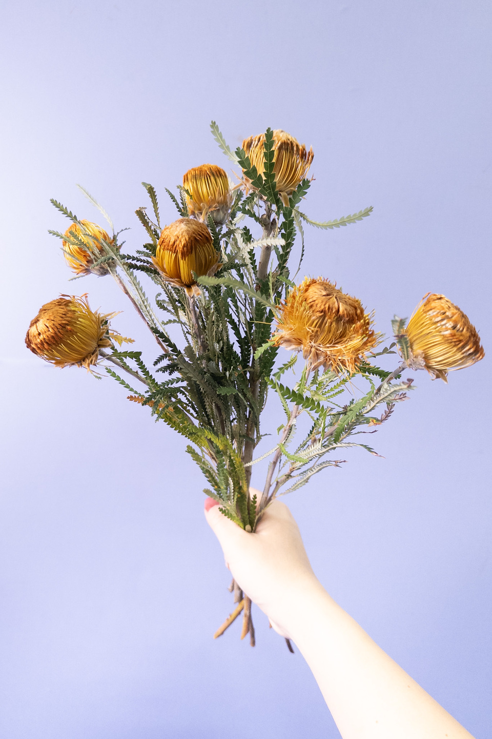 ドライアンドラ「フォルモーサ」