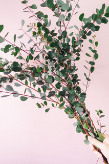 ハートリーフのユーカリ