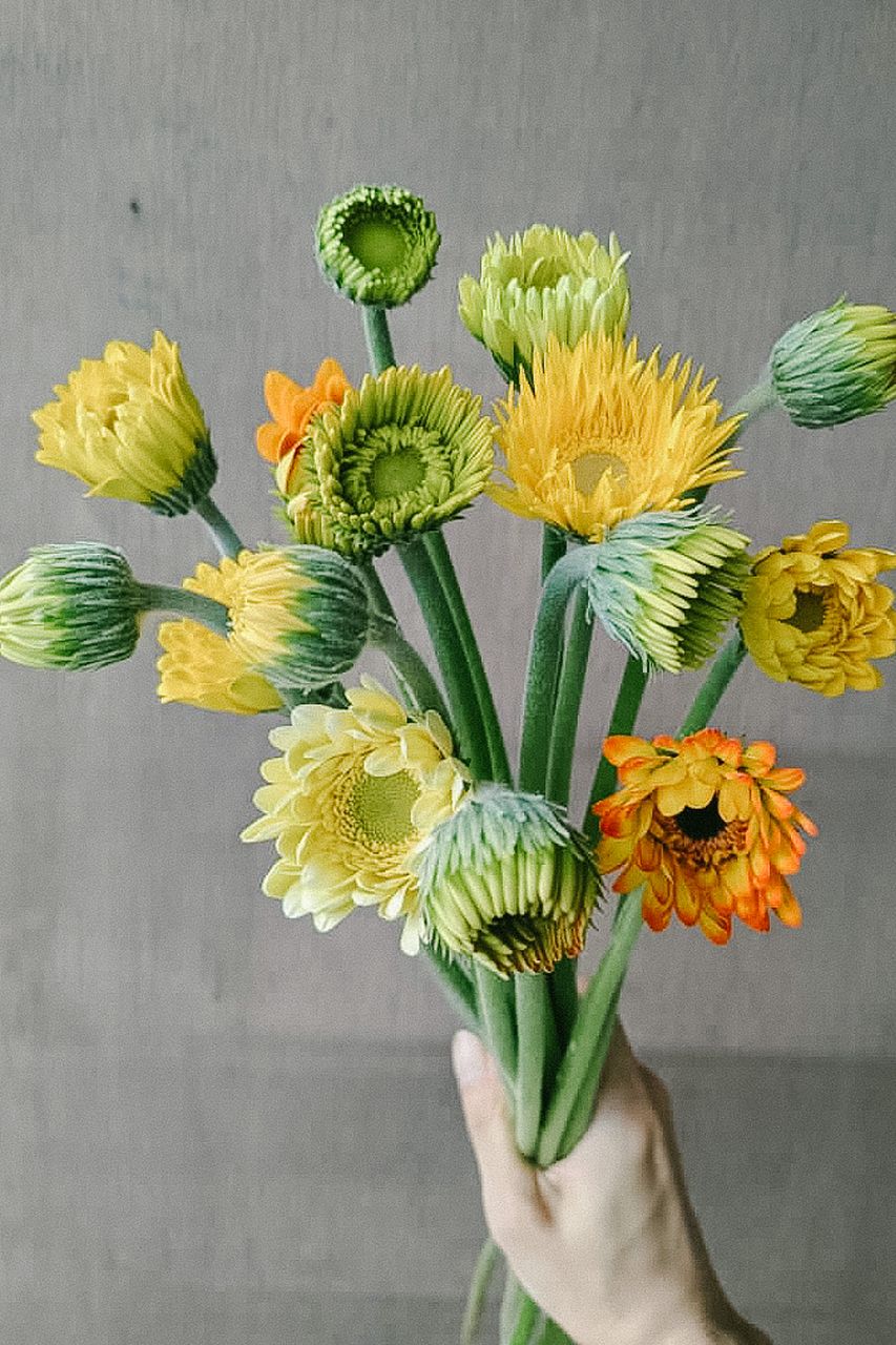 コーラルチャーム