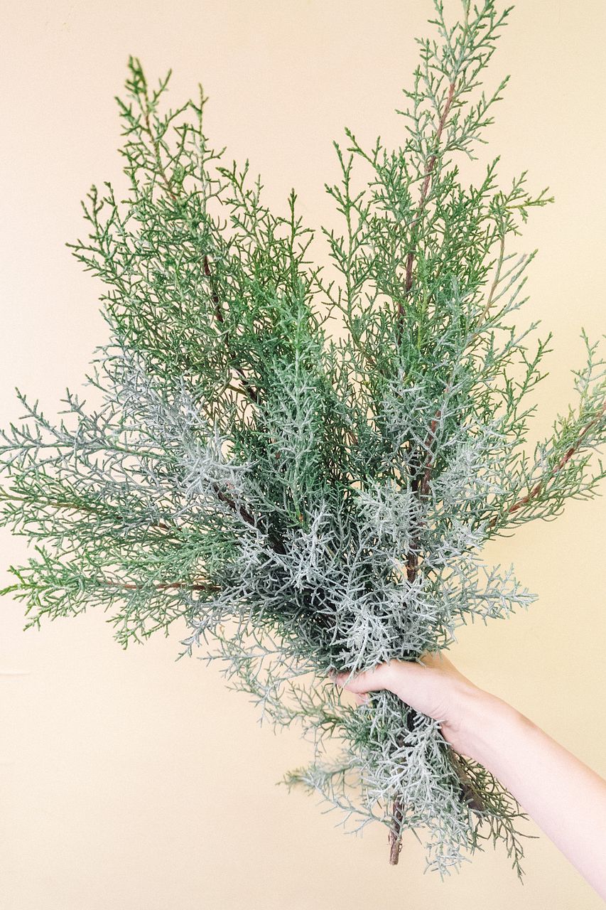 ワックスフラワー